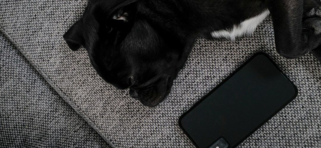 black and white cat beside black iphone 4 funny dog gif iphone message group chat reaction