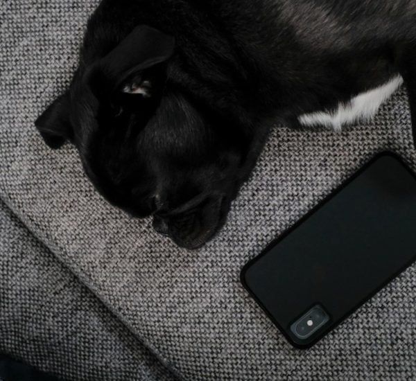 How to Reverse a Video on iPhone: CapCut vs. iMovie for Creative Video Editing 8 black and white cat beside black iphone 4 funny dog gif iphone message group chat reaction