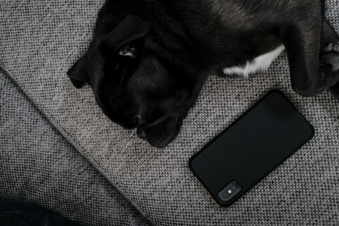 black and white cat beside black iphone 4 funny dog gif iphone message group chat reaction
