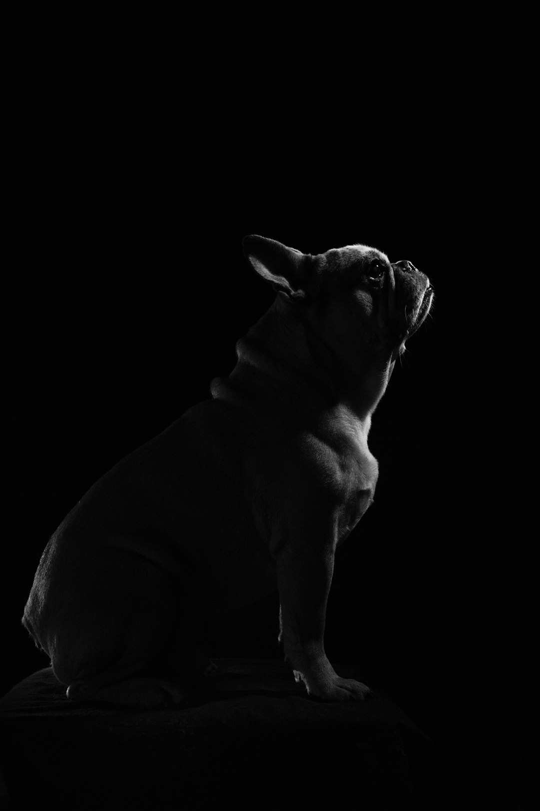 grayscale photo of short coated dog funny dog gif iphone message group chat reaction