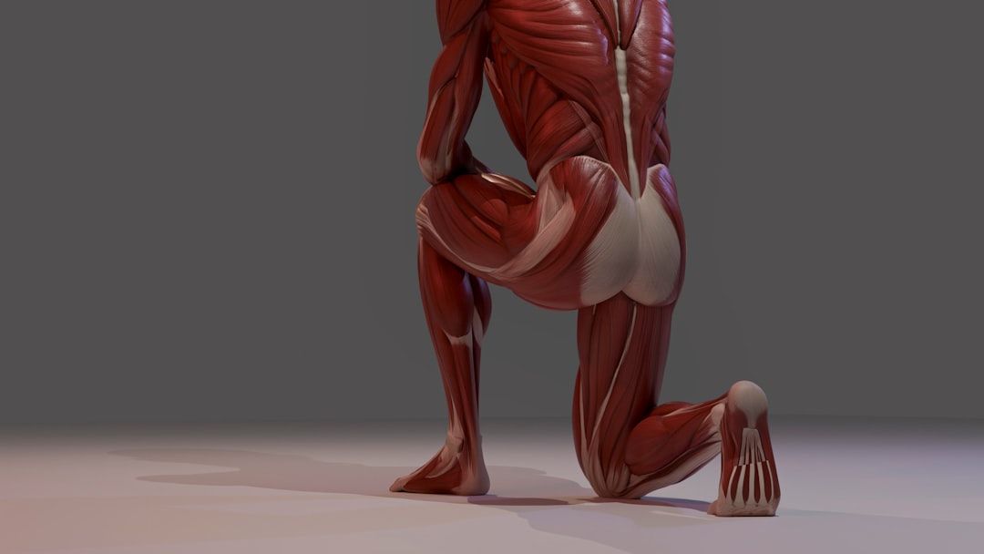 a 3d anatomical model of human muscles kneeling leg muscles quadriceps hamstrings knee movement