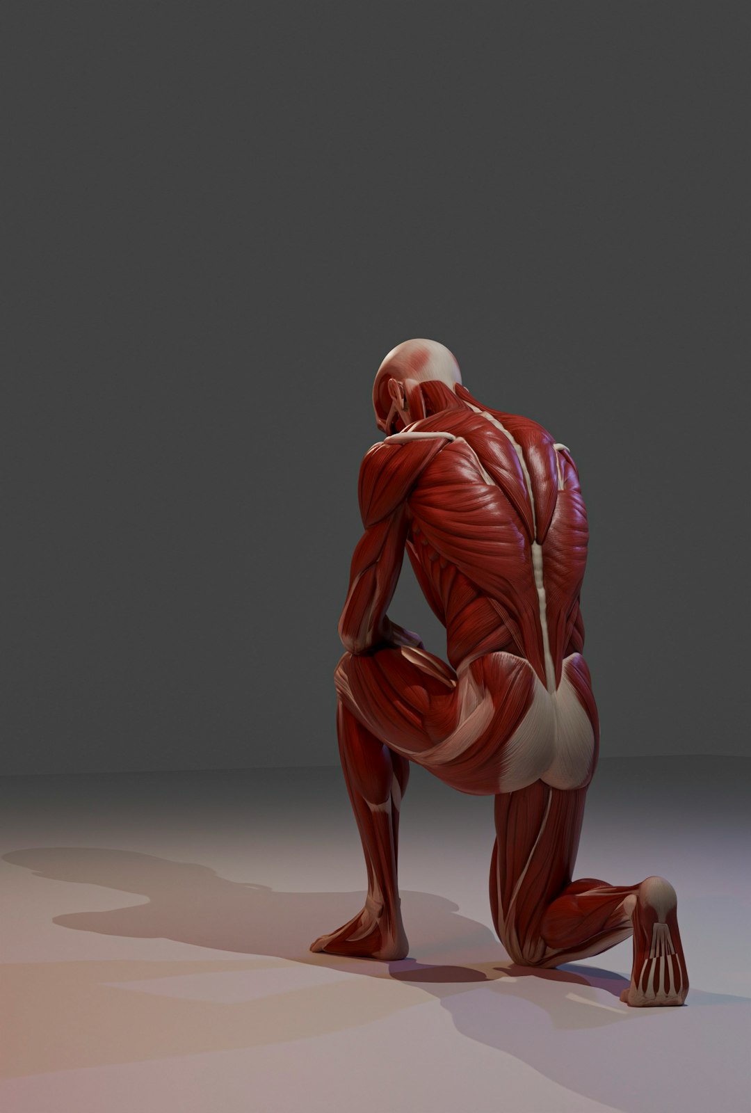 anatomical human male muscular system model kneeling from behind joint movement flexion extension human anatomy