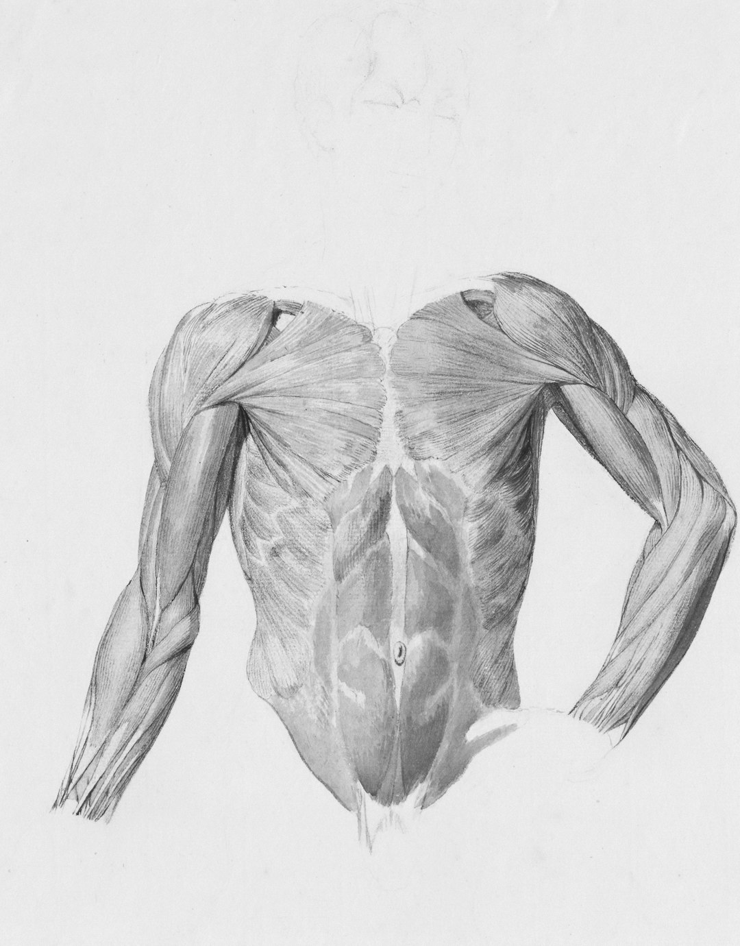 detailed anatomical drawing of human torso muscles joint movement flexion extension human anatomy