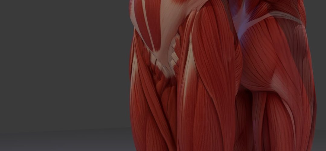 detailed anatomical view of human leg and hip muscles leg muscles quadriceps hamstrings knee movement