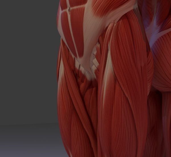 detailed anatomical view of human leg and hip muscles leg muscles quadriceps hamstrings knee movement