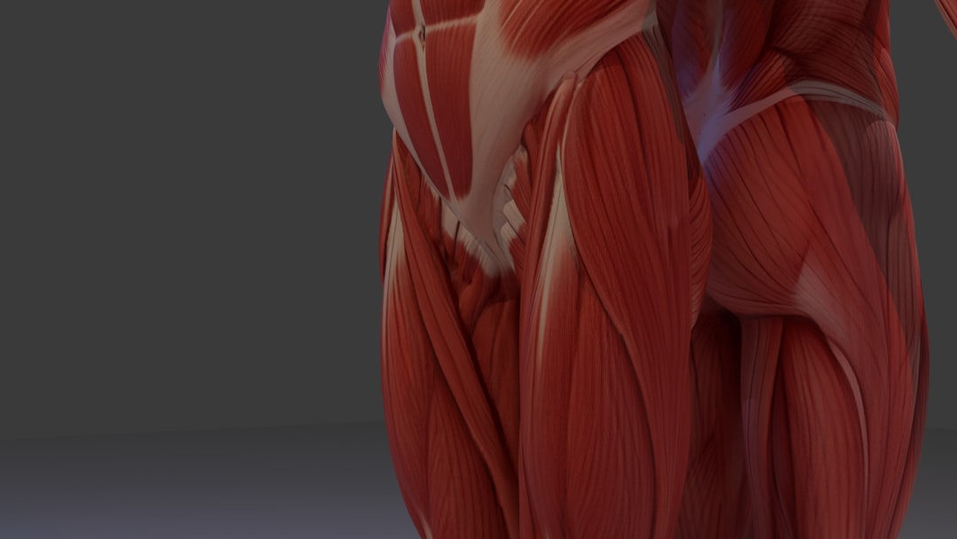 detailed anatomical view of human leg and hip muscles leg muscles quadriceps hamstrings knee movement