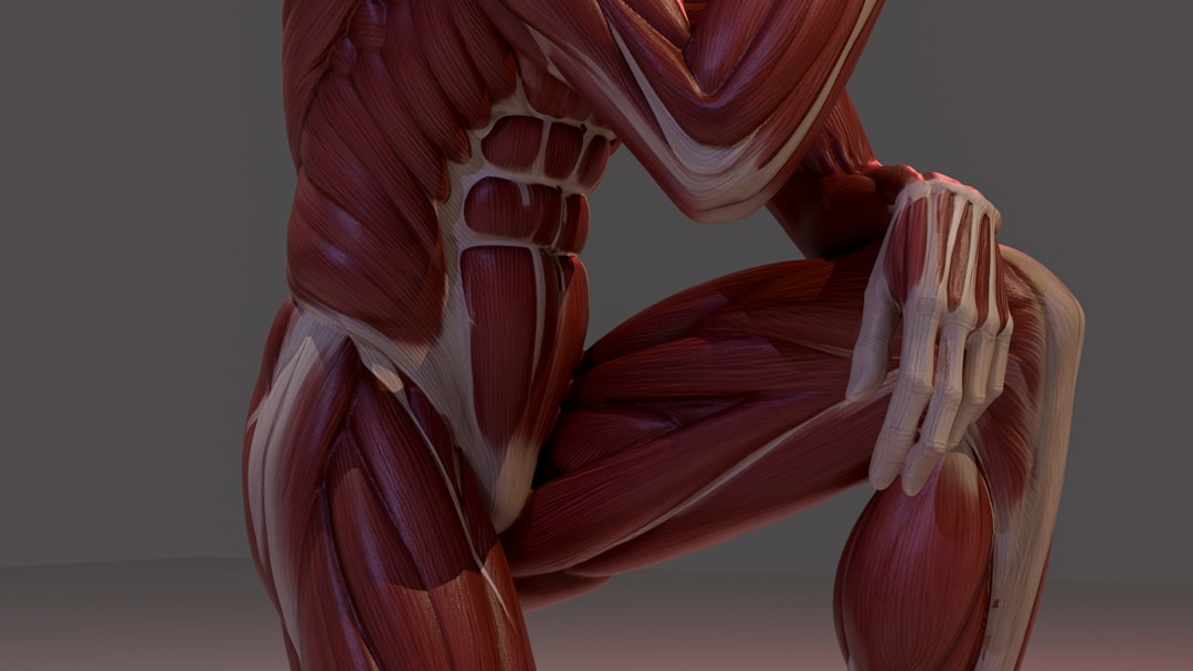 detailed human muscle anatomy with a kneeling pose joint movement flexion extension human anatomy
